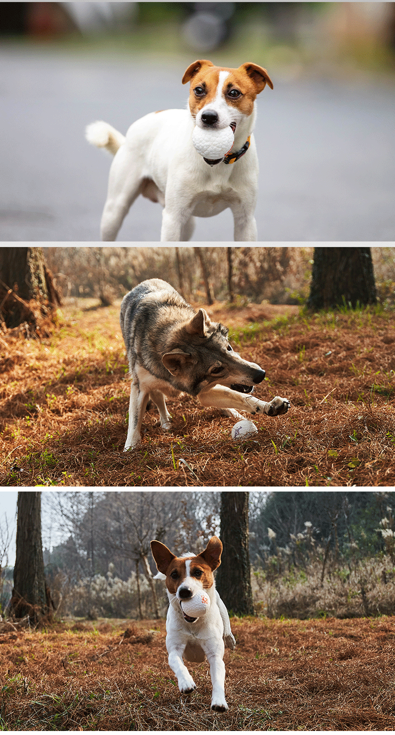 Gigwi Expensive Dog Toy Explosive Ball Bite-Resistant Molar Pet Toy Medium Large Dog Husky Toy Ball