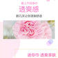 Elis Mini Sanitary Pad 180mm Wings Daily Use Pure Cotton Soft Young Adult Sanitary Napkins Wholesale Whole Box Combination Sanitary Pads